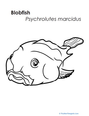 Blobfish Coloring Page