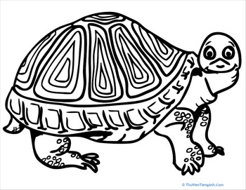 Box Turtle Coloring Page
