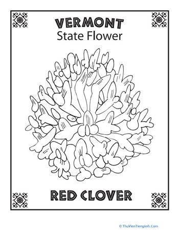 Vermont State Flower