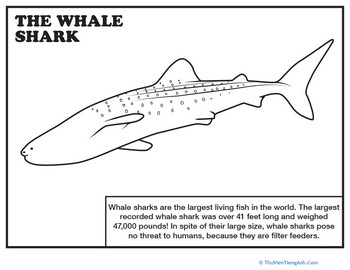 Whale Shark Coloring Page