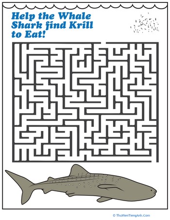 Whale Shark Maze