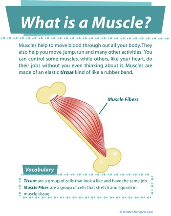 What is Muscle?