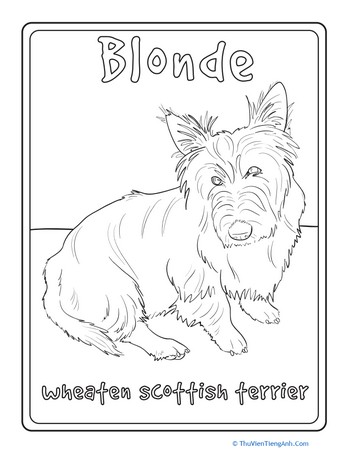 Wheaten Scottish Terrier