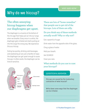 Why Do We Hiccup?