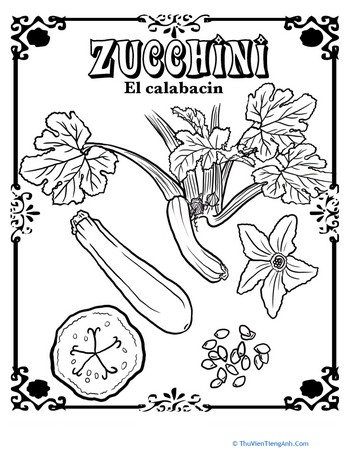 Zucchini in Spanish